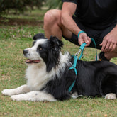 Peitoral para Cachorro Step In Aquarela Turquesa